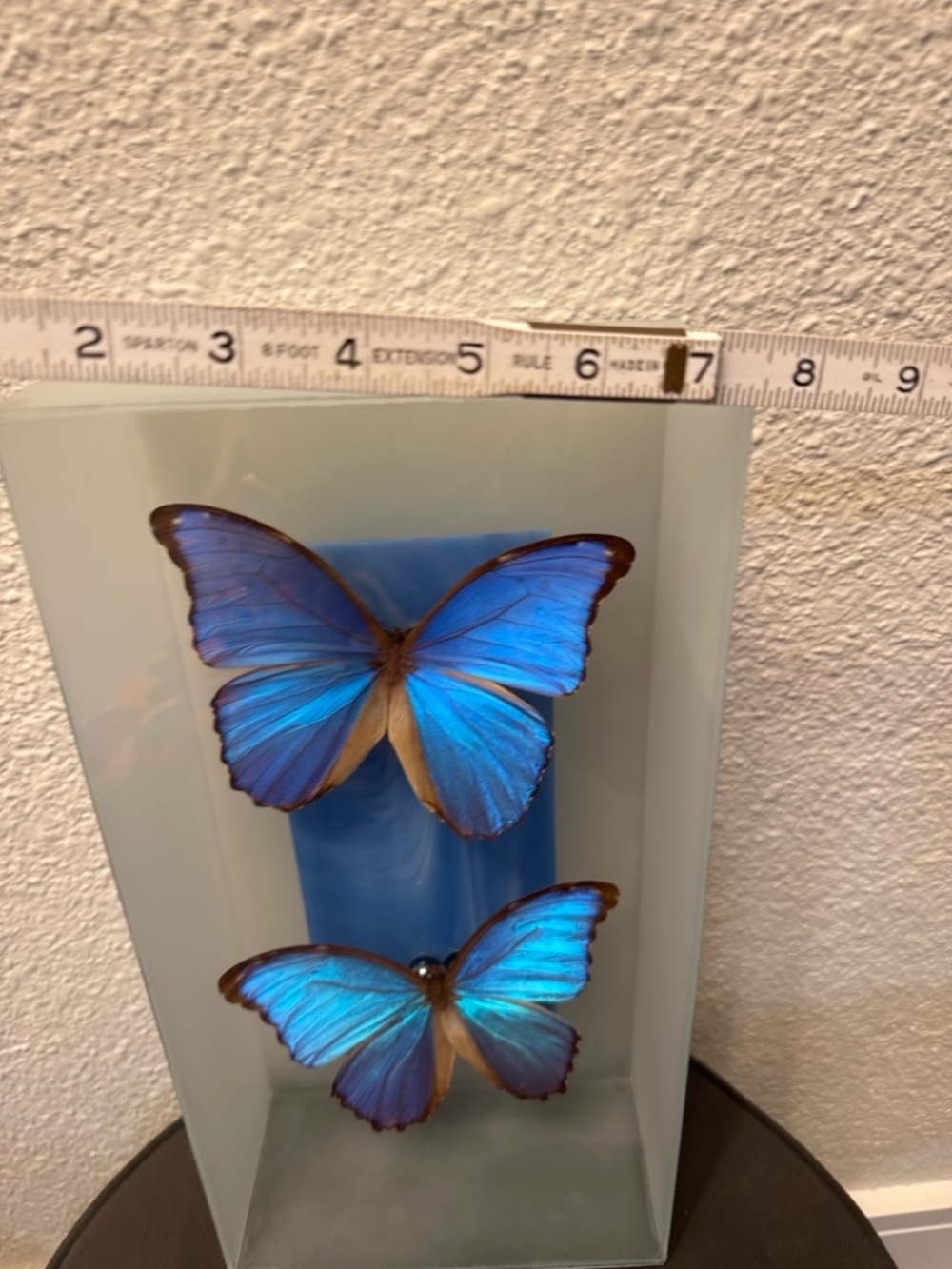 Vintage Morpho Butterfly Shadow Box Art Glass Case Nature Decor - Picture 6 of 8
